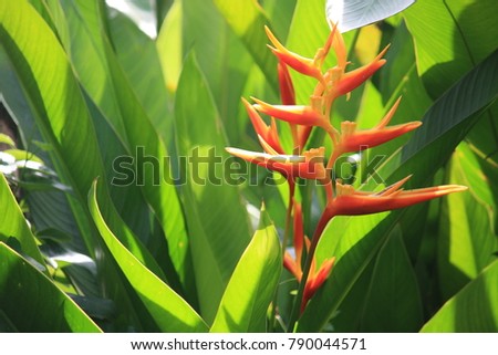 Heliconia in the garden. 