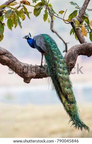 indian peafowl - peacock- in Kanha National Park in India
 Royalty-Free Stock Photo #790045846