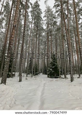 Russian Pine forest Wooden village in Winter Saint Petersburg Russia. The photo on smart phone plus with VSCO instagram
