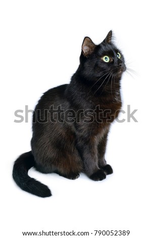 Studio portrait of the young black cat is sitting on a white background, is isolated on white