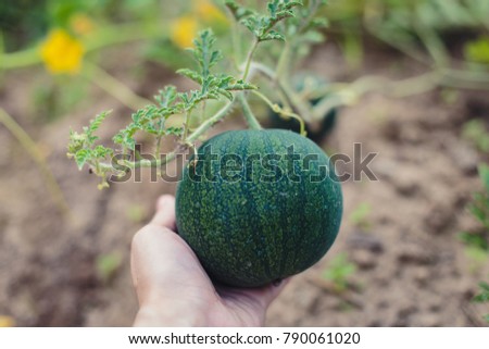 small green watermelon in hand