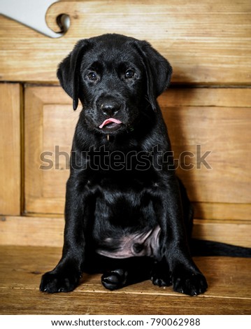 Black Labrador retriever puppy sitting on a wooden bench