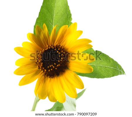 Sunflower with green leaf isolated on white background