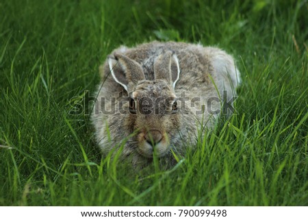 rabbit hiding in the deep grass