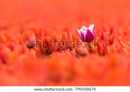 A purple with white tulip is standing in a field with orange tulips in full bloom. The single tulip stands a little higher than the orange flowers, which makes a lovely contrast in color and height. Royalty-Free Stock Photo #790100674