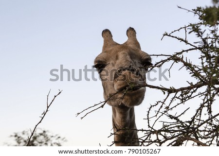 Female giraffe in South Africa