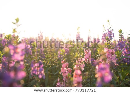 Beautiful flowers in sunset background.