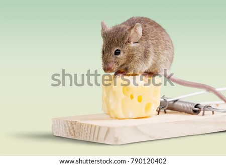 Mouse trap with cheese and mouse on background Royalty-Free Stock Photo #790120402