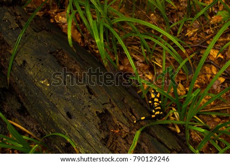 salamander allenton derby walking on a tree surrounded by grass