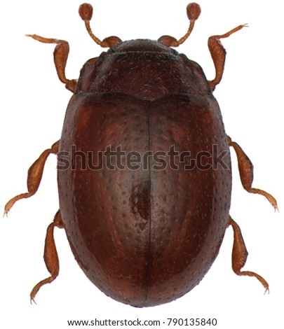 Murmidius ovalis from the family Dermestidae a skin beetles. Isolated on a white background