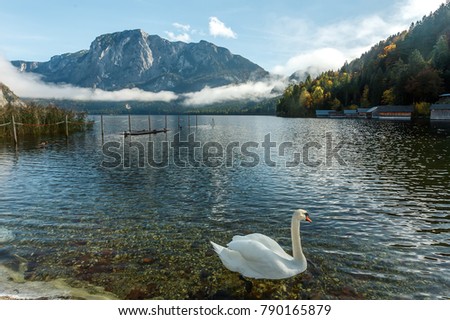  Altaussee Lake. white swan in turquoise water. Picture of wild area. Beautiful landscape of alps, Wonderful Picturesque scene. Famous alpine place of the world. Foggy Sunrise