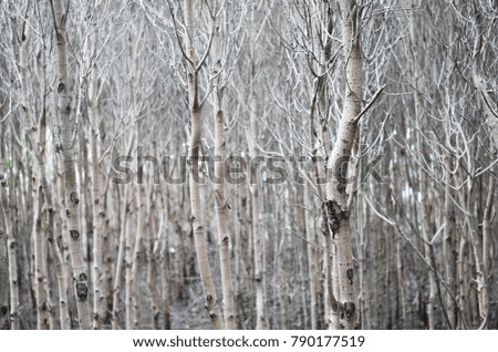 Lines and patterns of textured trunks, Mangrove forest, southern Thailand