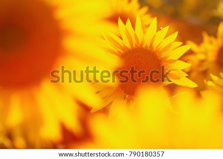 picture of a sunflower field in evening backlight