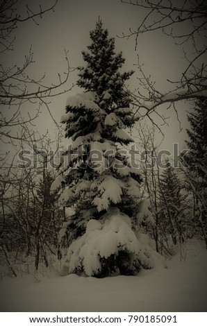 A spruce tree being covered with a blanket of beautiful white snow