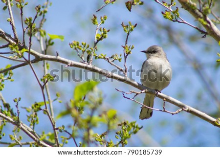 Gray Mockingbird Perching