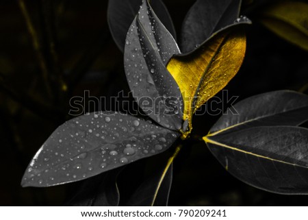 Magnolia Grandiflora leaves with special lights and color