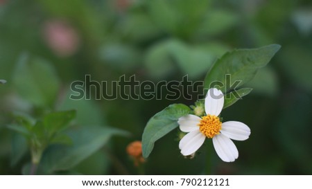 flower and leaf in the garden