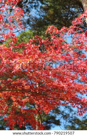 Beautiful red maples blazes brightly in sunny day with the blurred green leaves background in autumn, South Korea