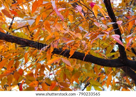 colorful foliage in autumn season