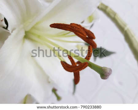 Close-up of white lily and prominent pollen with soft shadow in the background.