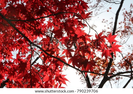 Beautiful red maples blazes brightly in sunny day before it falls for autumn, South Korea