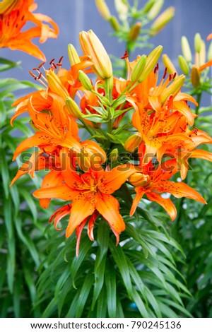 Flowers on the flowerbed. The tiger lily (Lilium lancifolium or Lilium tirginum) and the day lily (Hemerocallis spp.) Never fail to brighten the summer garden with their attractive flowers. 