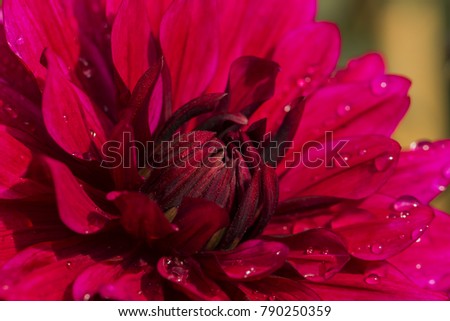 Colorful Dahlia garden flower in the nature covered with water drops after the rain. Beautiful wet petals on a sunny spring day. Fibonacci mathematical sequence or golden ratio found in nature.  