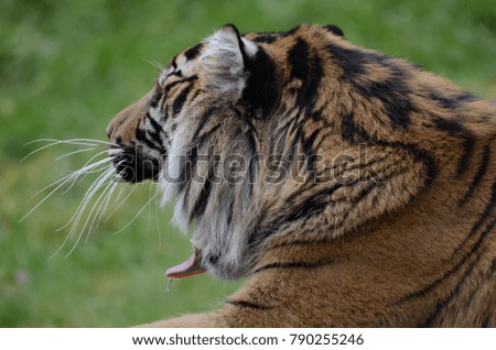 Tiger is a beautiful animal, but they are dangerous to be close by.