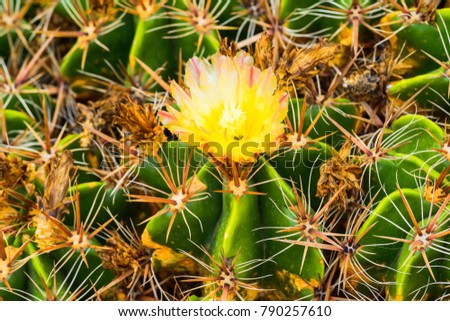 A huge variety of cacti in the cactus garden. Lanzarote. Canary Islands. Spain