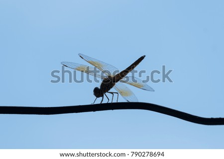 Dragonfly standing with blue sky, 
Silhouette Picture