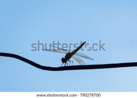 Dragonfly standing with blue sky, 
Silhouette Picture