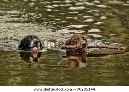 Kurzhaar darthaar swims in a pond with a stick in his teeth