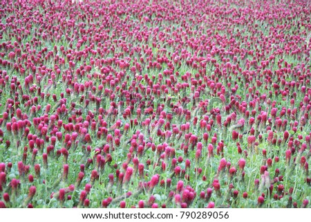 Beautiful Red flowers. Italian clover flowers in red flowers and green leaves nature background landscape. No editing photo.