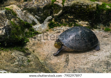 tortoise resting at the pond