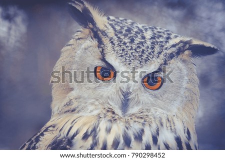 Wild owl in the winter forest