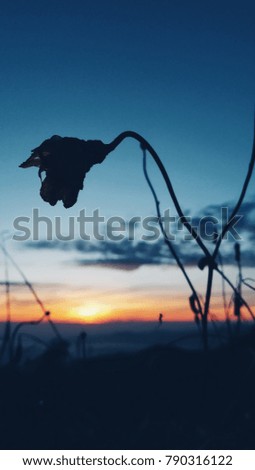 Silhouette of flower at dawn