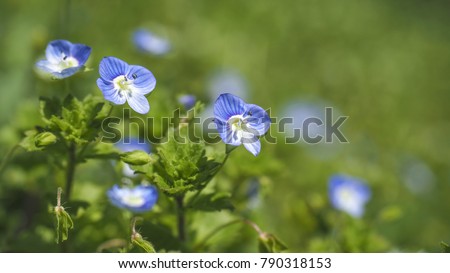 Blue flower Veronica persica