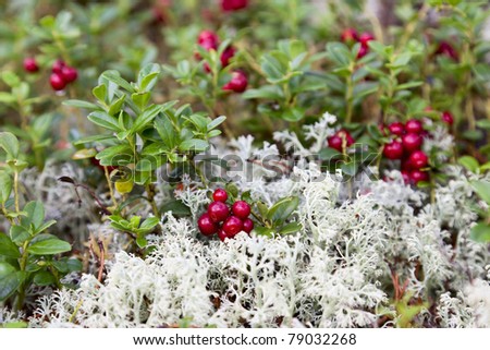 Lingonberry and Reindeer moss Royalty-Free Stock Photo #79032268