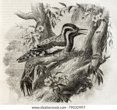 Old illustration of Woodpecker in North America: Yellow-bellied Sapsucker (Sphyrapicus varius). Created by Freeman, published on Magasin Pittoresque, Paris, 1850