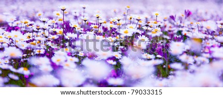 Spring field of white fresh daisies, natural panoramic landscape