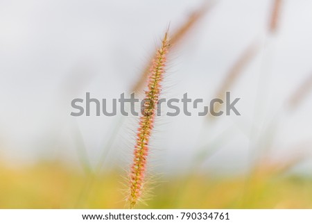 Mission grass or desho grass in the evening sky, Evening in the meadow, Beautiful pastures in the evening, reative nature images used as background, Selective focus