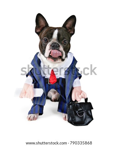 boston terrier wearing a business suit and holding a briefcase isolated on a white background studio shot