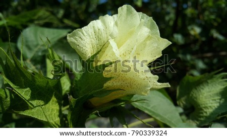 Cotton Tree Flower Royalty-Free Stock Photo #790339324