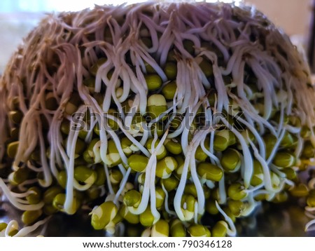 Sprouted Moong Dal Mountain on a Plate