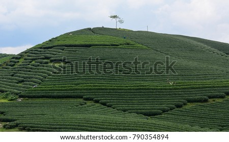 Tea fields in Moc Chau, Northern Vietnam. Vietnam has a huge potential in agro-products such as paddy rice, tea, coffee. Royalty-Free Stock Photo #790354894