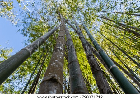 Bamboo branch in bamboo forest