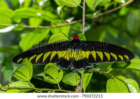 colorful of butterfly in nature