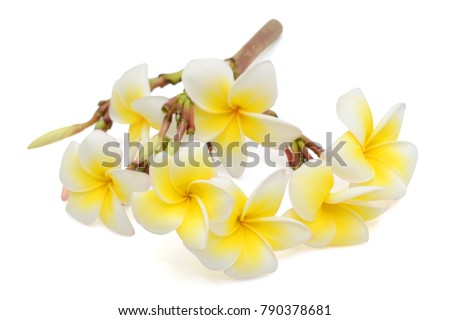 beautiful white plumeria rubra flower isolated on White background