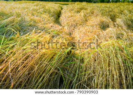 Rice lay down on ground by heavy wind blow.