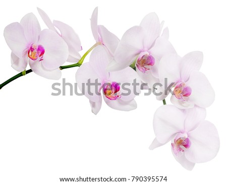 light pink orchid flowers isolated on white background Royalty-Free Stock Photo #790395574